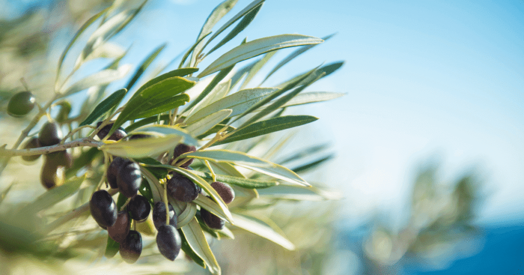 symbol-tree-olive